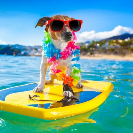 Neighbors Against Greenhaven takes the Summer off while Kathryn Rice is posting daily on The Rice Report